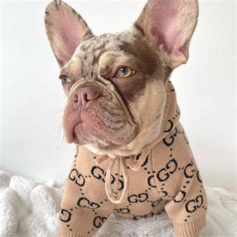 gucci embellished cat hoodie|gucci inspired dog clothes.